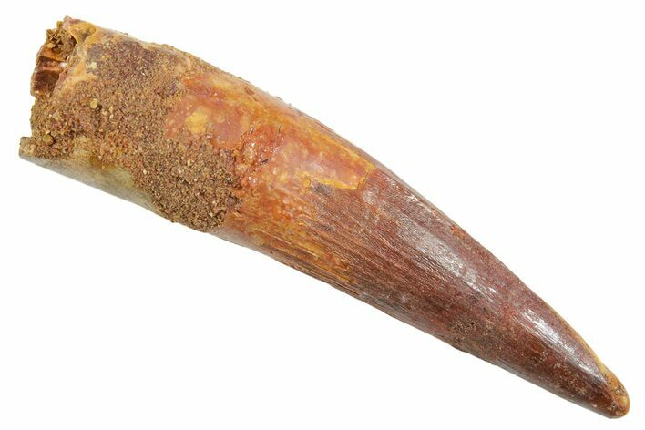 Fossil Spinosaurus Tooth - Real Dinosaur Tooth #363513